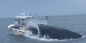 حوت أحدب ضخم يهاجم قارب ويتسبب فى غرقه قبالة سواحل نيو هامبشاير.. فيديو وصور - بلس 48