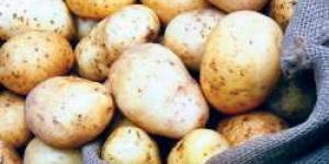 رئيس شعبة الخضار والفاكهة يكشف عن مفاجأة صادمة بشأن أسعار البطاطس - بلس 48