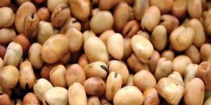 سعر
      الفول
      اليوم
      الثلاثاء
      عند
      التاجر..
      العريض
      النهاردة
      بكام - بلس 48