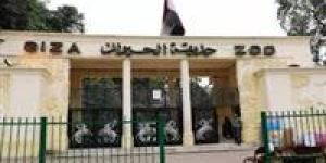 الدخول
      مجاني..
      موعد
      افتتاح
      حديقة
      الحيوان
      بالجيزة
      بعد
      التجديد
      الأخير
      2025 - بلس 48
