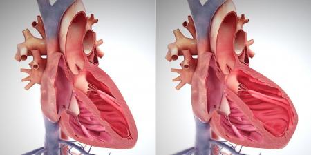 بالبلدي : يوم القلب العالمي.. تعرف على الأساطير الأكثر انتشارًا حول أمراض القلب - بلس 48