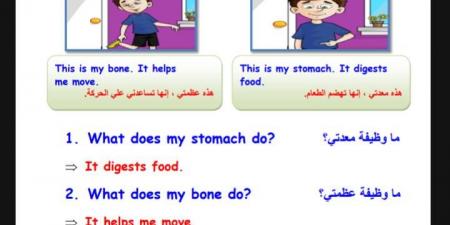 مراجعات نهائية.. 24 سؤالا اللغة الانجليزية في 4 ورقات لـ الصف الثالث الابتدائي - بلس 48