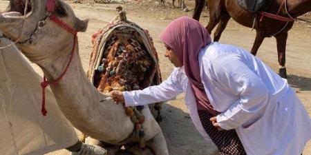 محافظة الجيزة: قافلة بيطرية مجانية لعلاج الخيول والجمال بنزلة السمان - بلس 48