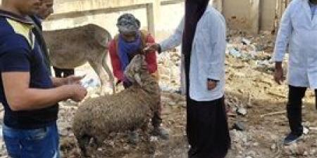 علاج
      وتحصين
      أكثر
      من
      900
      رأس
      ماشية
      وأغنام
      خلال
      قافلة
      بيطرية
      مجانية
      بالمحمودية - بلس 48