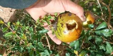 القوارض تهاجم واحات الجنوب.. فلاحون يوجهون نداء استغاثة لوزير الفلاحة لإنقاذ محاصيلهم - بلس 48