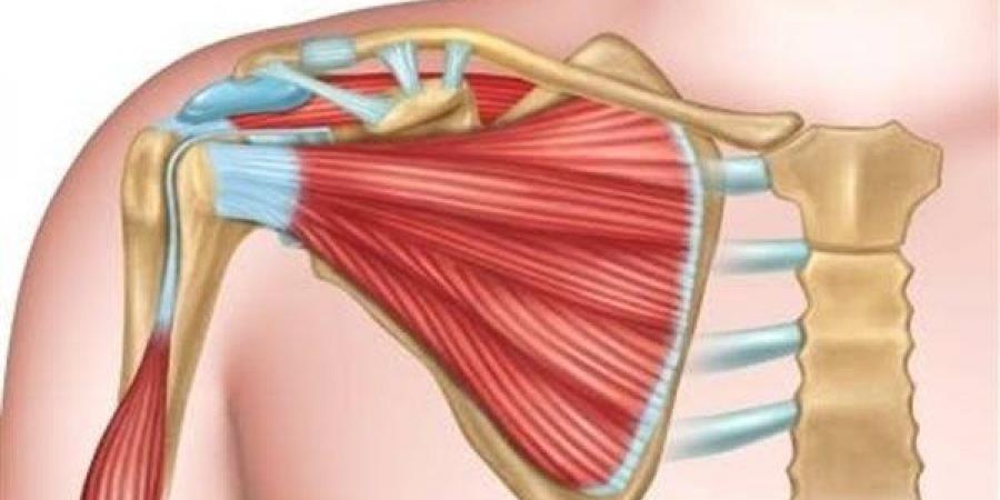 بالبلدي : أسباب قطع أوتار العضلات الدوارة بالكتف.. استشاري يوضحها - بلس 48