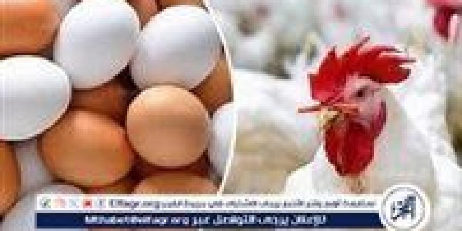 بالبلدي: ارتفاع أسعار البيض في مصر: أسباب وتداعيات على الأسر المصرية - بلس 48