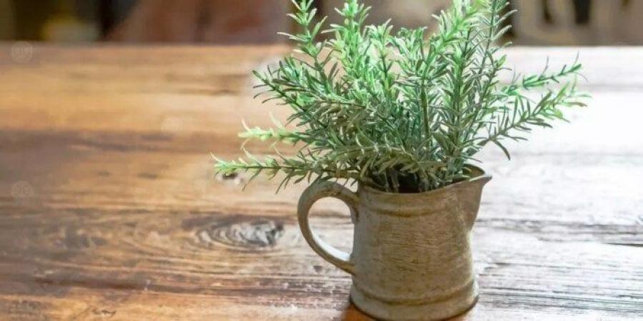 «الروزماري».. عشبة تقوي المناعة وتعزز صحة الدماغ - بلس 48