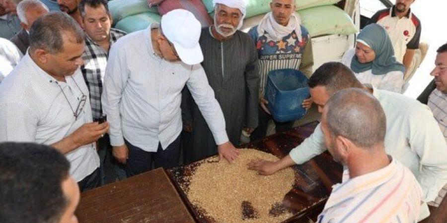 توريد 515 ألف طن قمح بالمنيا منذ بدء الموسم بزيادة 180 ألف طن عن العام الماضي - بلس 48