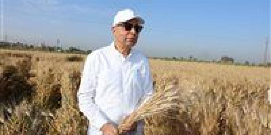 محافظ المنيا: توريد 515 ألف طن قمح منذ بدء الموسم بزيادة 180 ألف طن عن العام الماضي - بلس 48