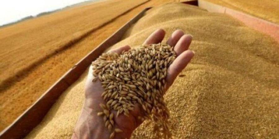 صوامع وبناكر الحكومة تستقبل 4 ملايين طن من القمح موسم 2025 - بلس 48