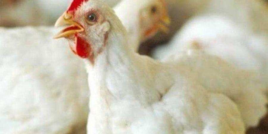 سعر كيلو الفراخ البيضاء والبلدي اليوم الخميس 31 يوليو 2025.. البانيه بـ200 جنيه - بلس 48