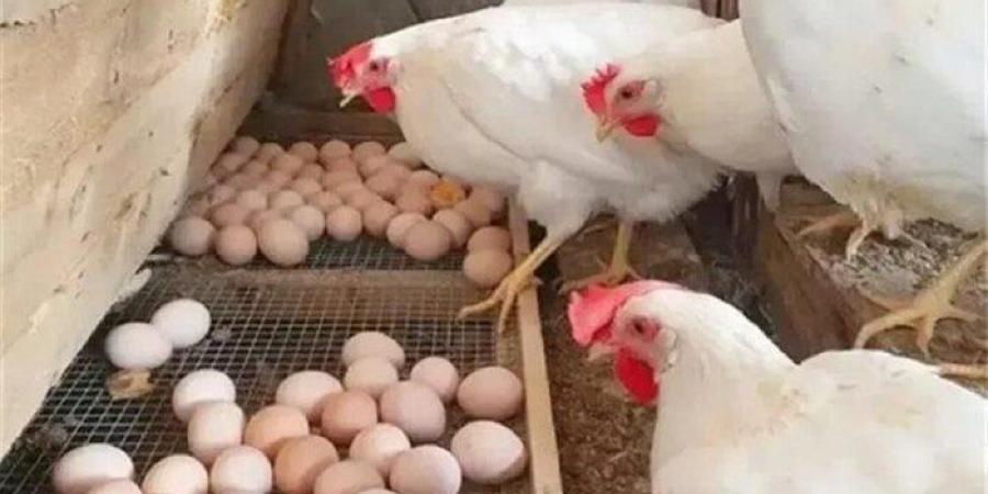 بورصة الدواجن| مفاجأة جديدة في أسعار الفراخ والبيض اليوم الخميس 31 يوليو 2025 - بلس 48