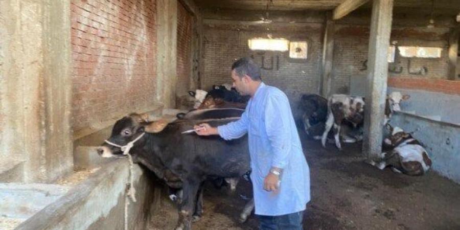 استمرار حملات تحصين الماشية في بورسعيد لمكافحة الحمى القلاعية وحمى الوادي المتصدع - بلس 48