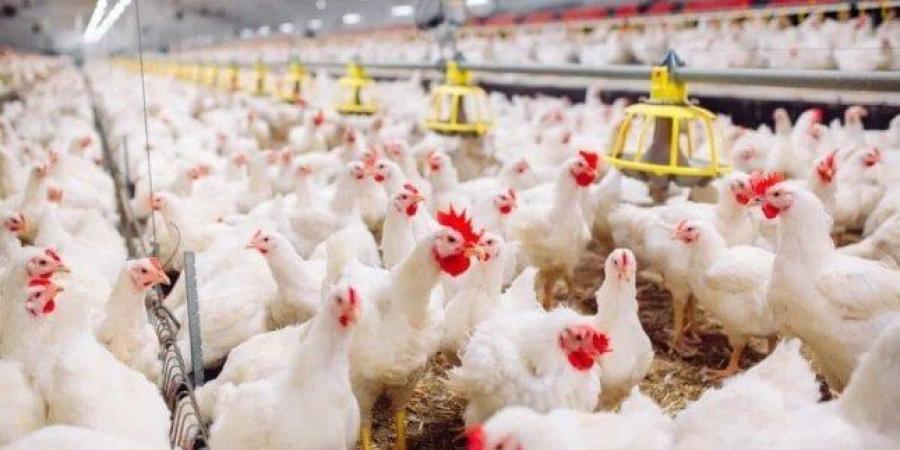 فرصة للتخزين| أسعار الفراخ والبيض في بورصة الدواجن اليوم الجمعة 1 أغسطس 2025 - بلس 48