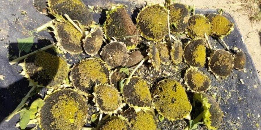 «بحوث الصحراء» و «الزراعات التعاقدية» يتابعان تجربة زراعة عباد الشمس في جنوب سيناء - بلس 48