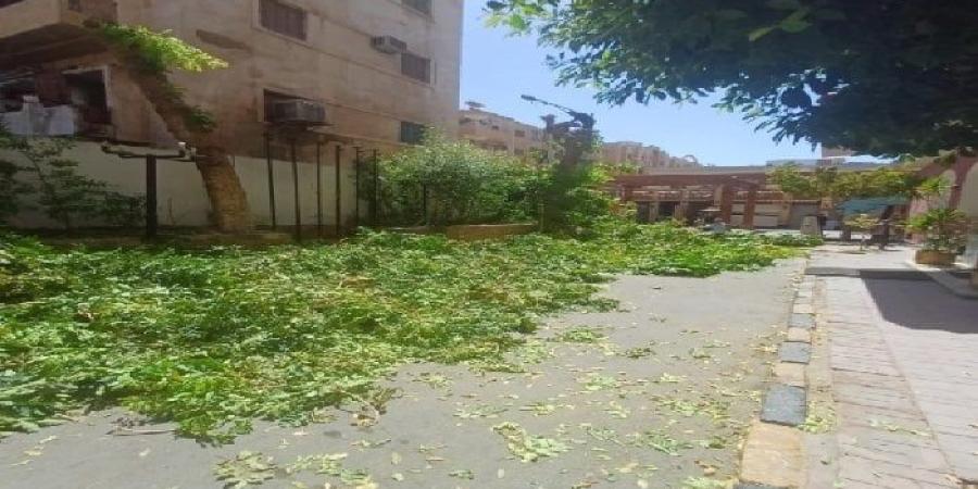 «أسوان خضراء».. غرامة رادعة لفندق قطع أشجارًا وانطلاق حملة كبرى للتشجير - بلس 48