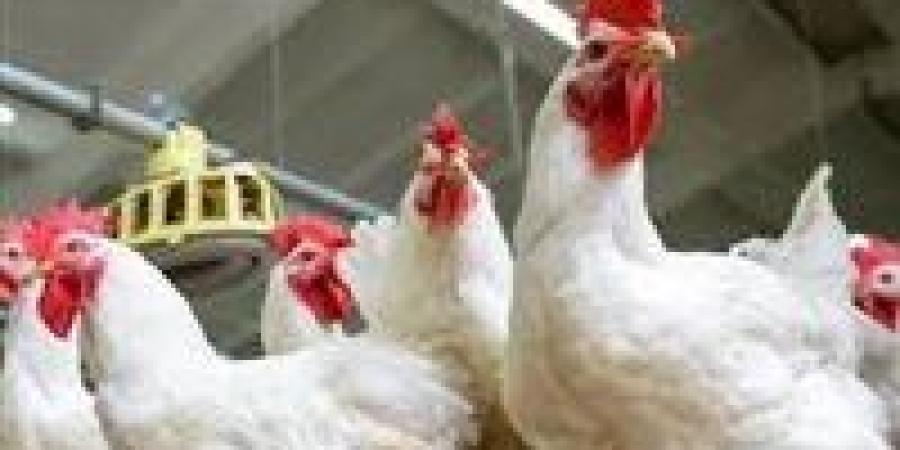 63 جنيه الكيلو.. سعر الفراخ البيضاء اليوم الإثنين 4-8-2025 - بلس 48