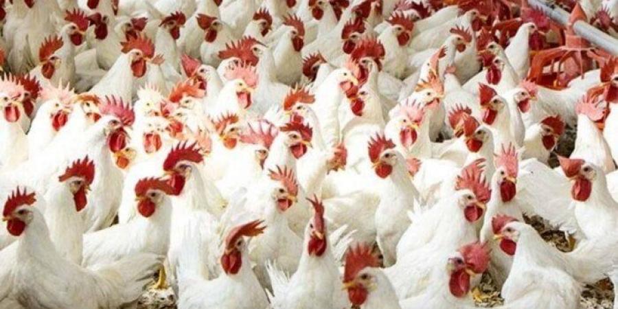 أسعار الفراخ اليوم الجمعة 8 أغسطس 2025.. الكبد والقوانص بـ 135 جنيهًا - بلس 48