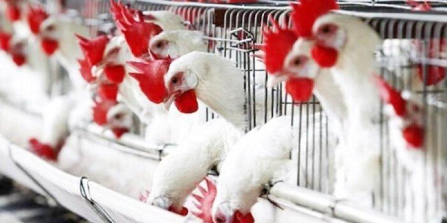 بورصة الدواجن اليوم.. أسعار الفراخ البيضاء وكرتونة البيض في الأسواق - بلس 48