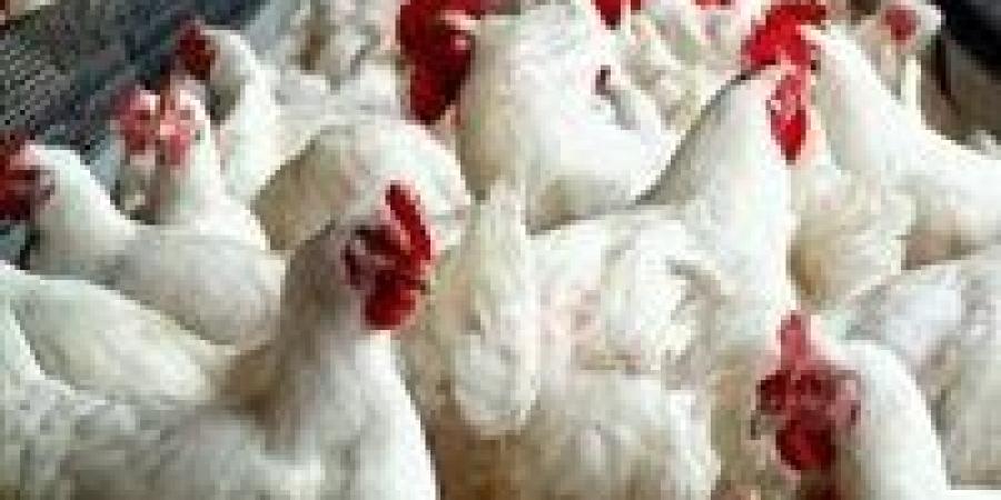 61 جنيه سعر الفراخ البيضاء اليوم  الأثنين 11-8-2025|تفاصيل - بلس 48