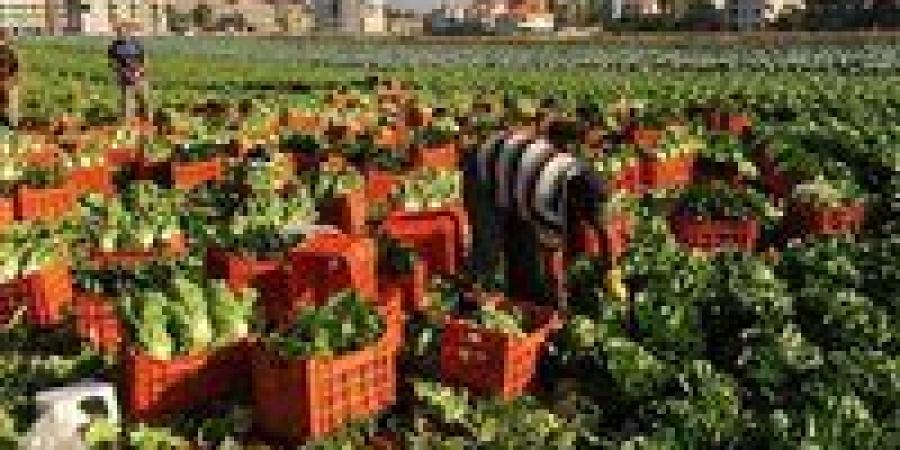 بعد ارتفاع حجمها.. اقتصادية النواب: الصادرات الزراعية المصرية تحقق أرقاماً قياسياً - بلس 48