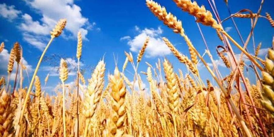 تراجع
      سعر
      طن
      القمح
      اليوم
      الإثنين
      عند
      التاجر..
      الأردب
      بكام - بلس 48