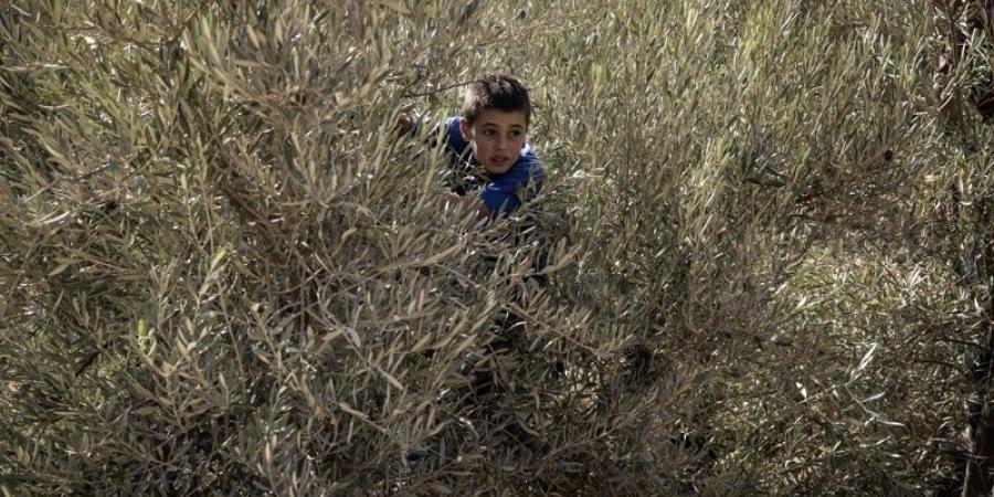 المغرب
      يدعم
      قطاف
      الزيتون
      بالقدس - بلس 48