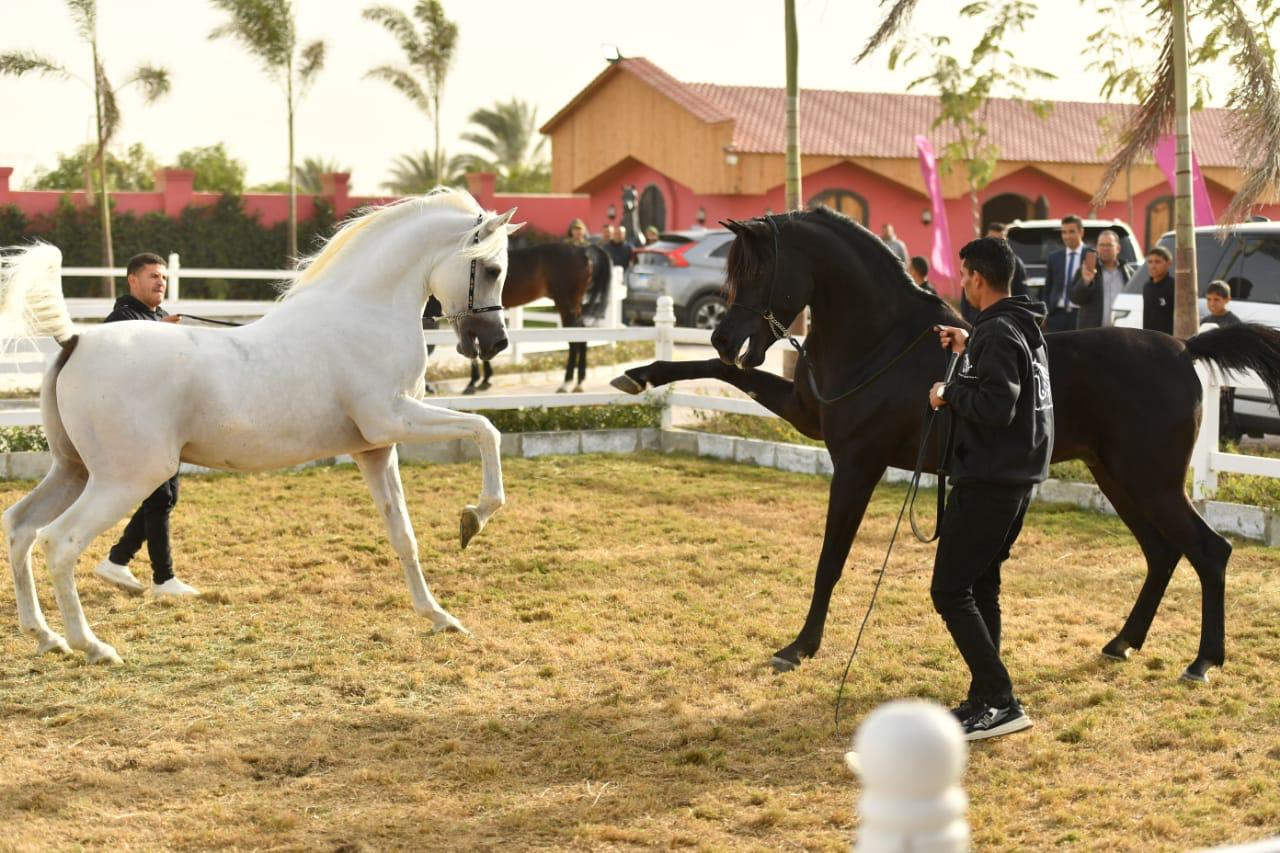 خطوة نحو تصدير الخيول.. وزير الزراعة الأردني يزور إحدى مزارع الشرقية