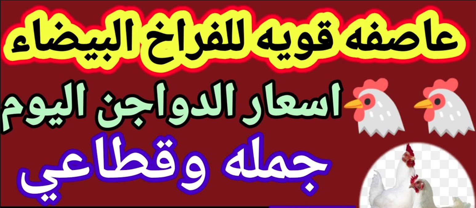 سعر الفراخ البيضاء اليوم الاثنين في بورصة الدواجن وفي الأسواق المصرية للمستهلكين