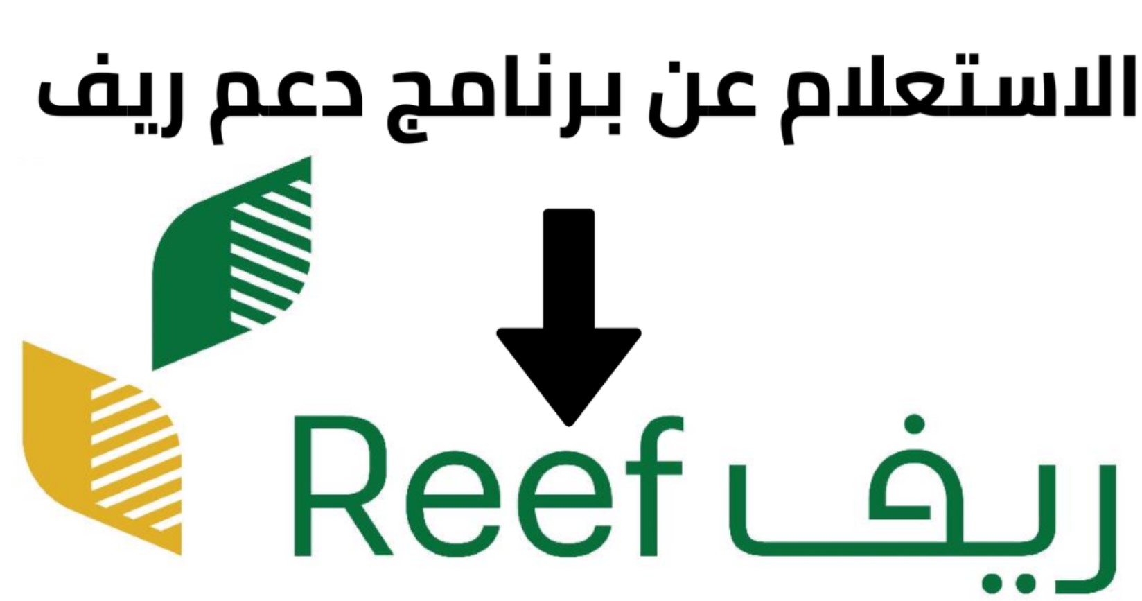 كيفية الاستعلام عن دعم ريف 2025 بالمملكة عبر reef.gov.sa.. الشروط والمستندات المطلوبة للتقديم