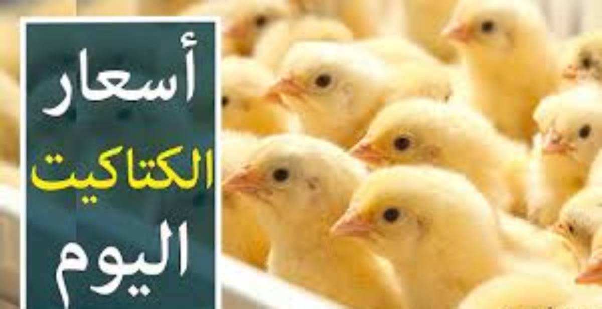 سعر الكتكوت الأبيض اليوم الثلاثاء 31 ديسمبر 2024 للمستهلك بالمزارع والشركات