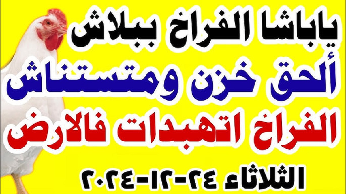 اسعار الكتاكيت البيضاء اليوم الثلاثاء الموافق 24 ديسمبر 2024 في بورصة الدواجن وكافة الشركات المصرية