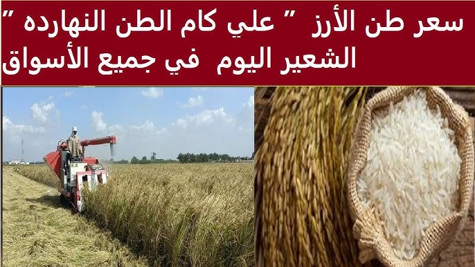 تسعيرة اليوم.. سعر طن الأرز الشعير الأربعاء 25 ديسمبر 2024 للتجار في مصر