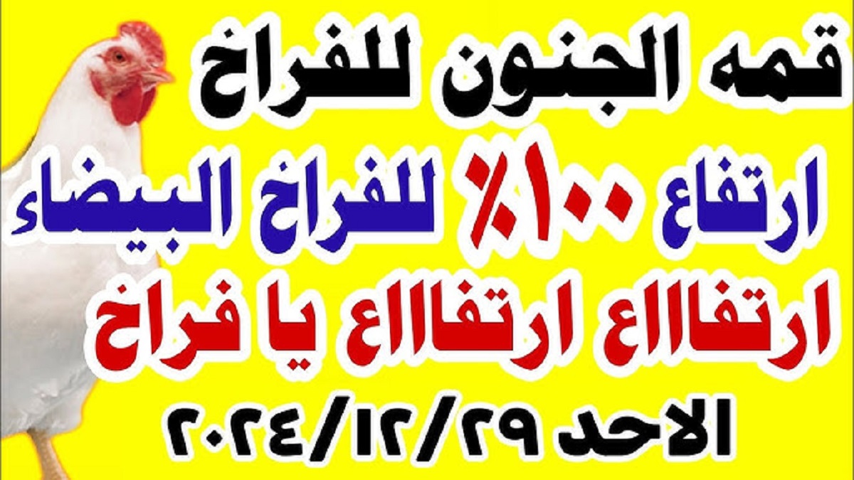 بورصة الدواجن اليوم تُعلن أسعار الفراخ البيضاء والكتاكيت .. إستقرار تام للكيلو