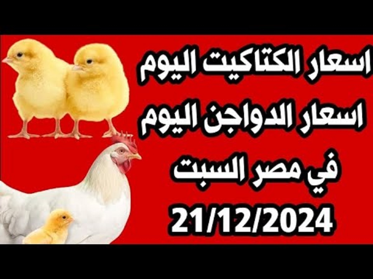 بورصة الدواجن اليوم توضح أسعار الفراخ البيضاء السبت 21-12-2024 .. تراجع جديد