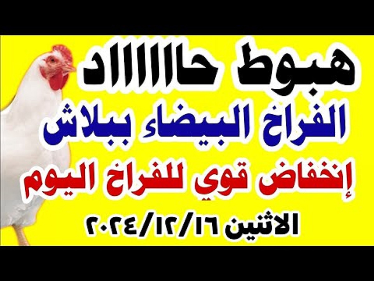 بورصة الدواجن اليوم تُعلن أسعار الفراخ البيضاء والكتاكيت بالتحديثات الأخيرة .. تراجع جديد للكيلو