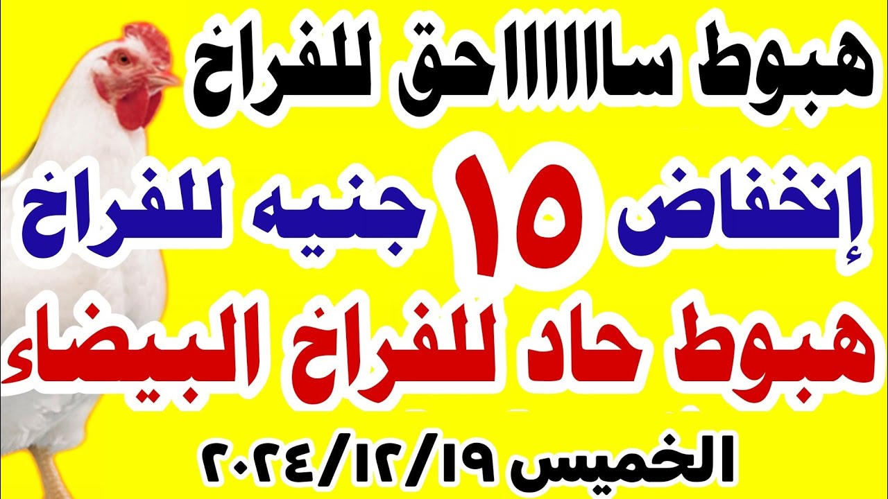 بورصة الدواجن اليوم توضح أسعار الفراخ البيضاء الخميس 19-12-2024 بعد التراجع الأخير