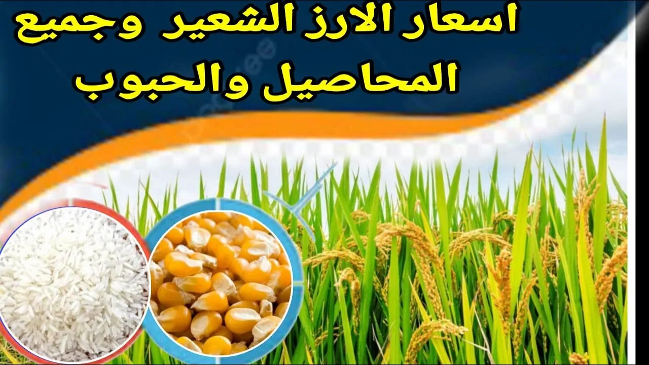 “رفيع وعريض الحبة”.. سعر طن الأرز الشعير اليوم الاثنين 30/12/2024 للتجار في مصر