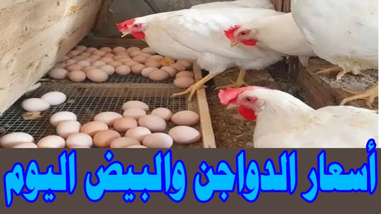 بورصة الدواجن اليوم | أسعار الفراخ البيضاء والكتاكيت والبيض في مصر