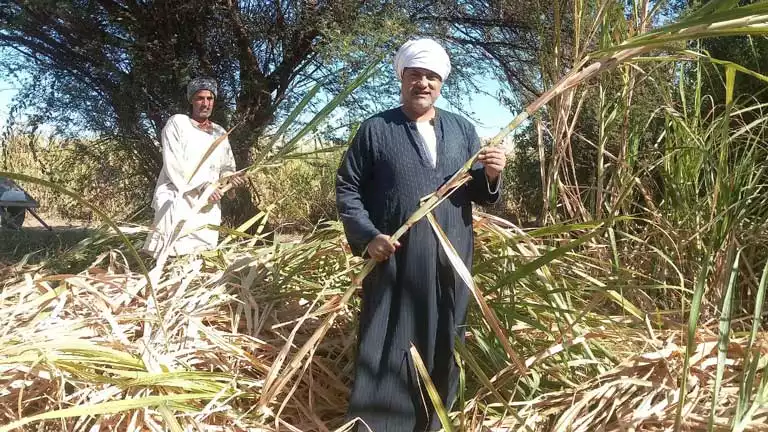 التموين: بدء موسم توريد قصب السكر بمحافظة المنيا