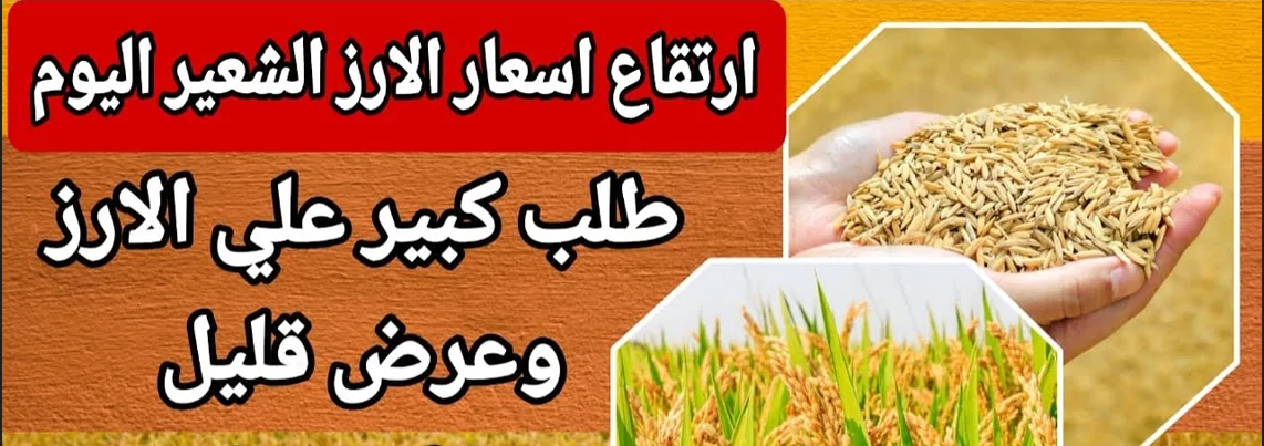 ارتفاع سعر طن الأرز الشعير اليوم للتجار في مصر (عريض، رفيع)