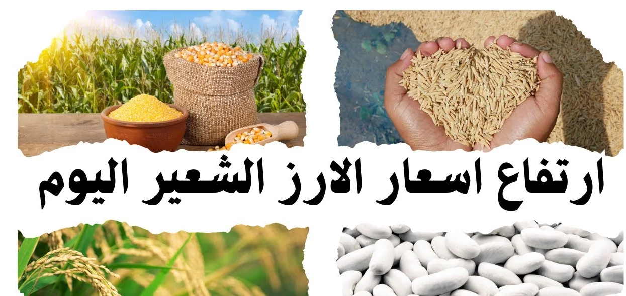 سعر طن الأرز الشعير اليوم الاثنين للتجار في مصر.. الرفيع والعريض بكام؟