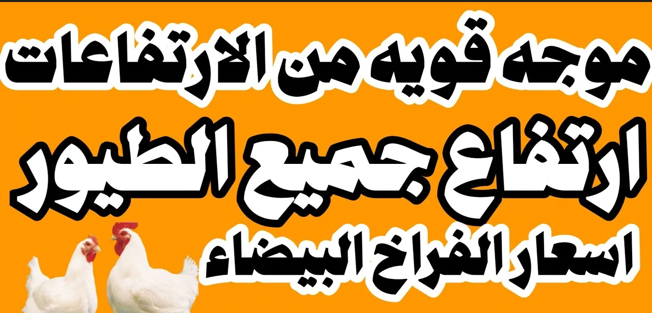 أسعار الفراخ البيضاء الوم السبت في بورصة الدواجن والأسواق المصرية للمستهلكين