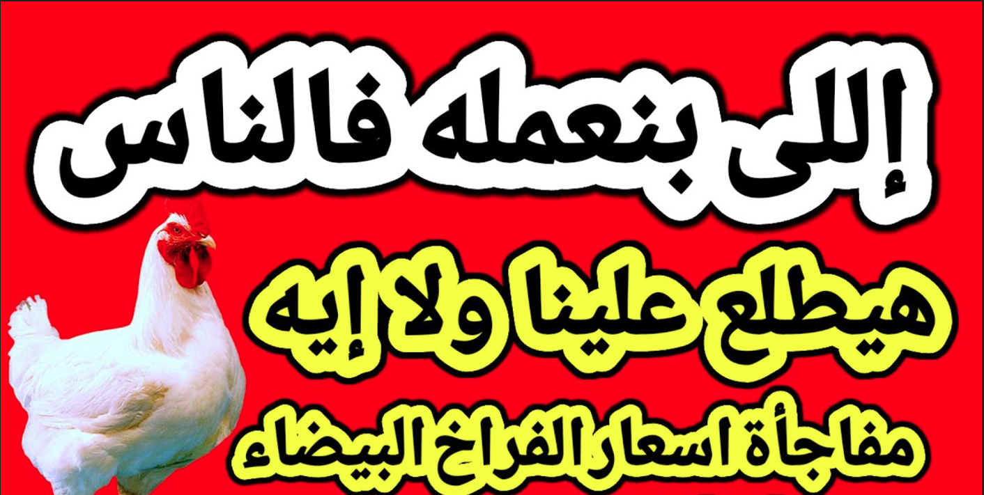 أسعار الفراخ البيضاء في بورصة الدواجن وفي الأسواق المصرية للمستهلكين اليوم