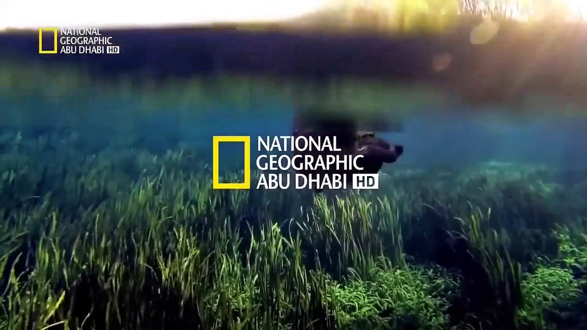 تردد قناة ناشيونال جيوغرافيك 2025 National Geographic علي النايل سات والعرب سات وتابع الطبيعة من حولك بجودة HD