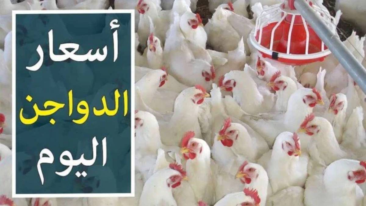 تراجع في سعر الفراخ البيضاء اليوم للمستهلك الاحد 2025/1/5 في المزارع والمحال التجارية