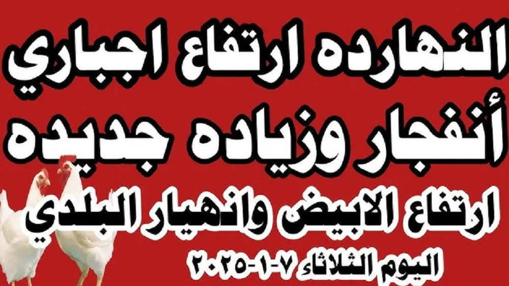 ارتفاع سعر الفراخ البيضة اليوم في بورصة الدواجن والأسواق المصرية للمستهلكين