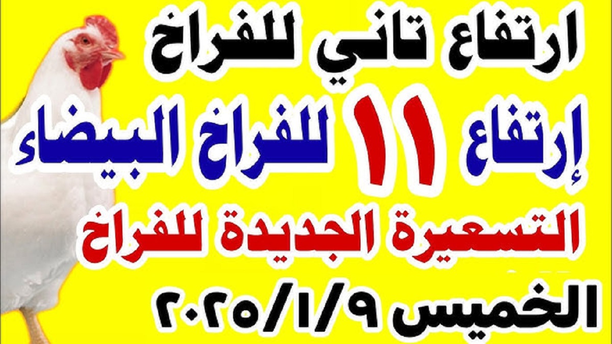 بورصة الدواجن اليوم تُعلن عن إرتفاع أسعار الفراخ البيضاء والكتاكيت .. الكيلو يقترب من الـ 100 جنيه