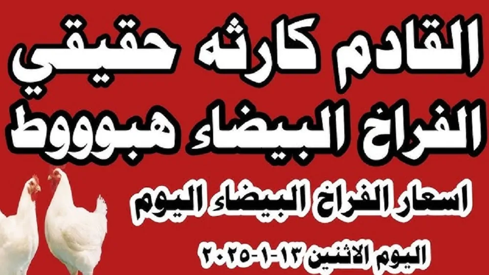 سعر الفراخ البيضاء اليوم الاثنين في بورصة الدواجن والأسواق المصرية للمستهلكين